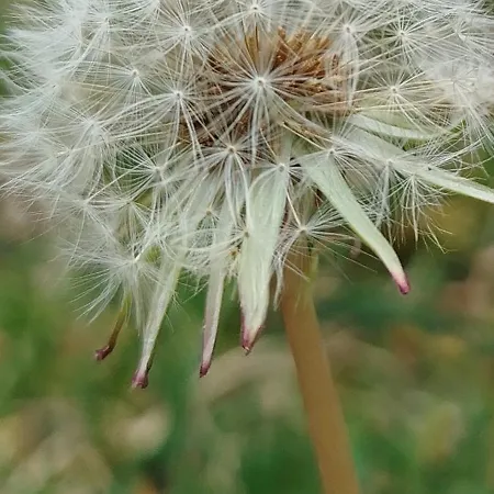 Casal Do Pinheiro Óbidos