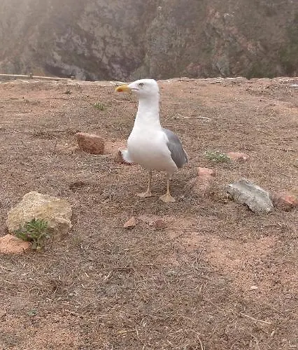 Сasa de vacaciones Casal Do Pinheiro *
