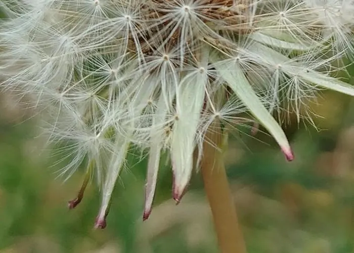 Casal Do Pinheiro Óbidos